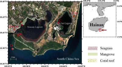 Dissolved Organic Matter and Activities of Extracellular Enzymes in Two Lagoons (South China Sea) Affected by Aquaculture